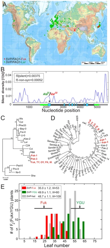 Geographic and genetic diversity patterns of natural <i>SVP</i> alleles.