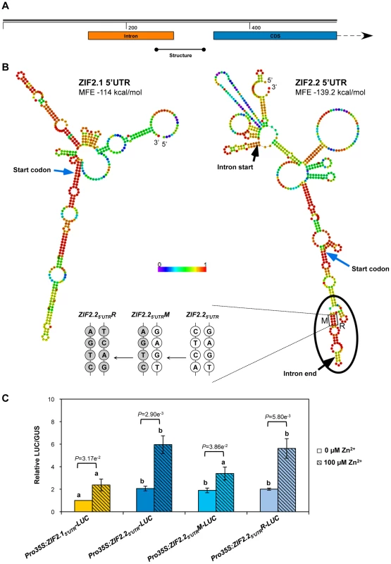 An RNA secondary structure element sustains Zn regulation of translation driven by the <i>ZIF2.2</i> 5′UTR.