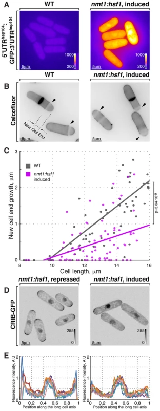 Hsf1-mediated transcription regulates growth patterning in fission yeast.