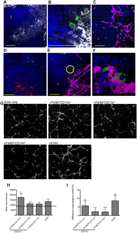 F4/80<sup>hi</sup>CD11b<sup>lo</sup> MPs are located in close proximity to white pulp vasculature and possess angiogenic properties.