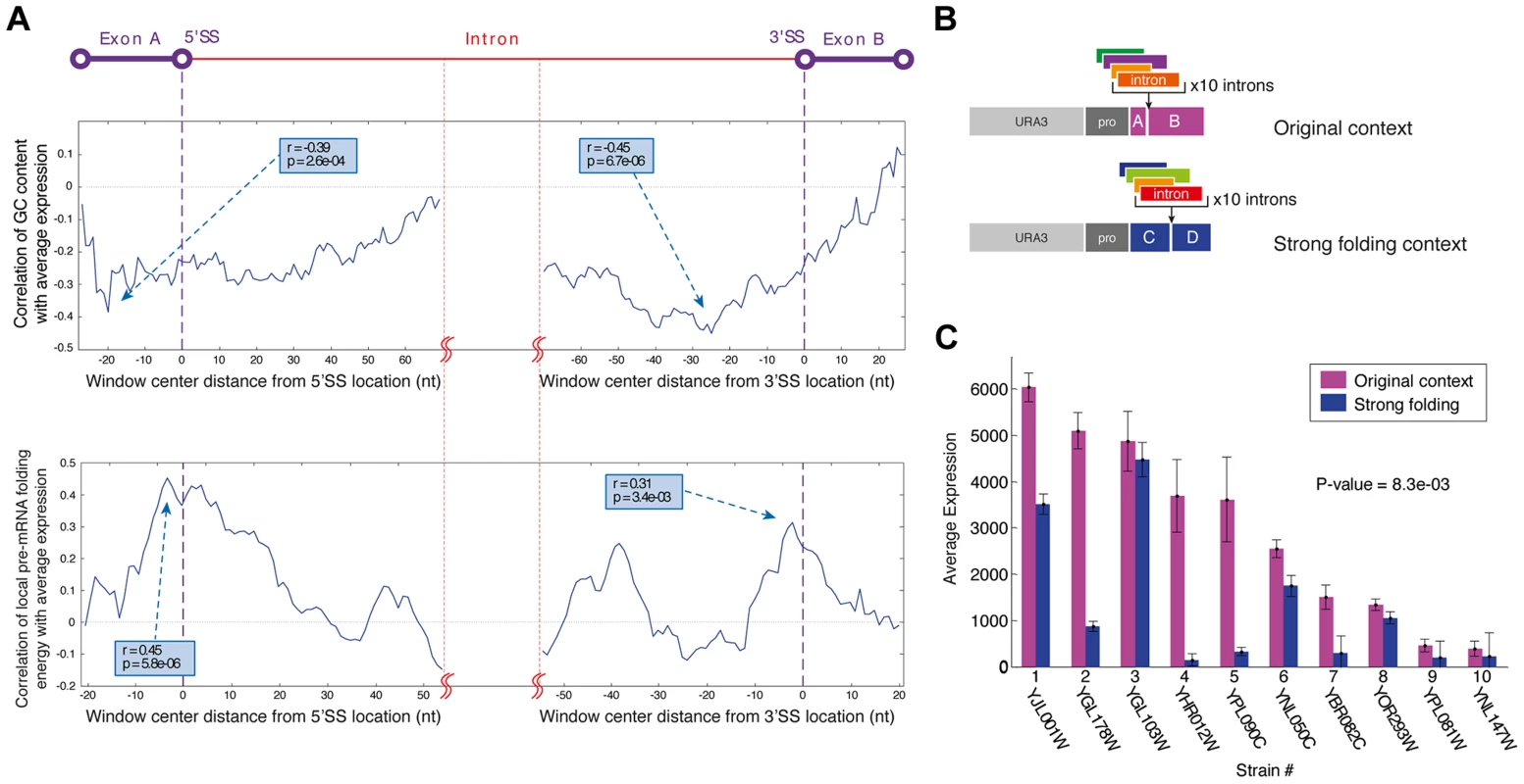 The exonic context of introns is a major regulatory determinant of gene expression.