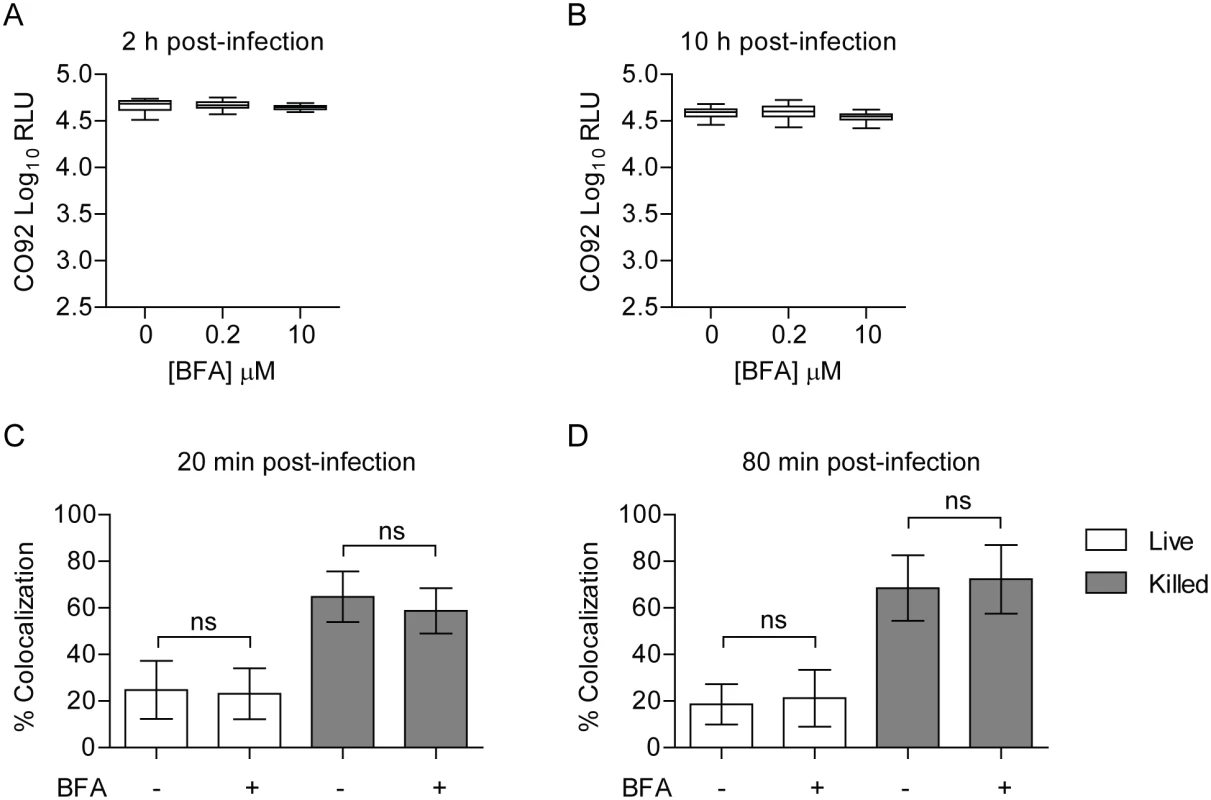 Inhibition of the secretory pathway does not inhibit <i>Y</i>. <i>pestis</i> intracellular survival.