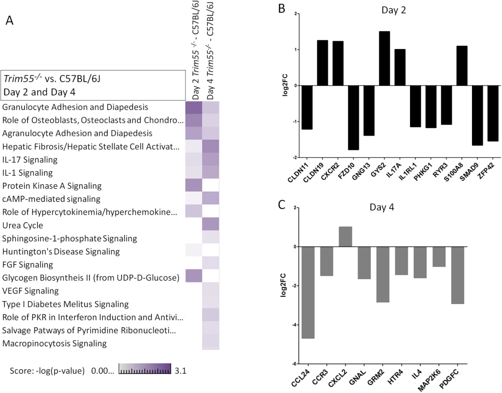 Transcriptional analysis.