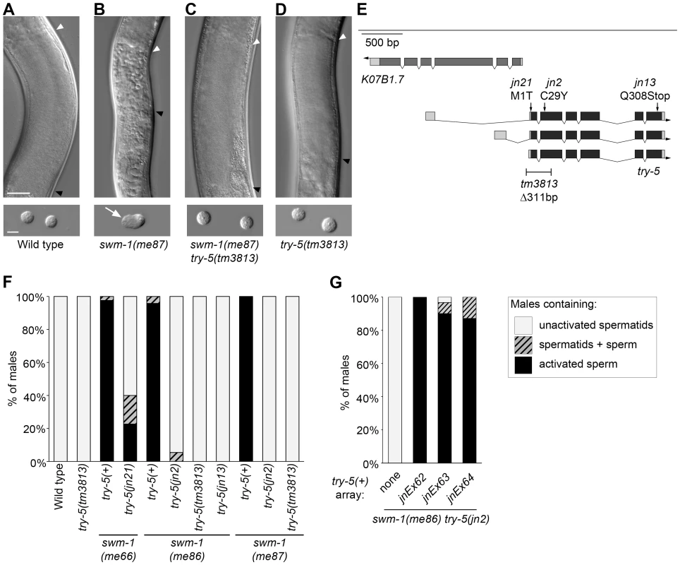 Mutations in the serine protease gene <i>try-5</i> suppress premature sperm activation in <i>swm-1</i> mutant males.
