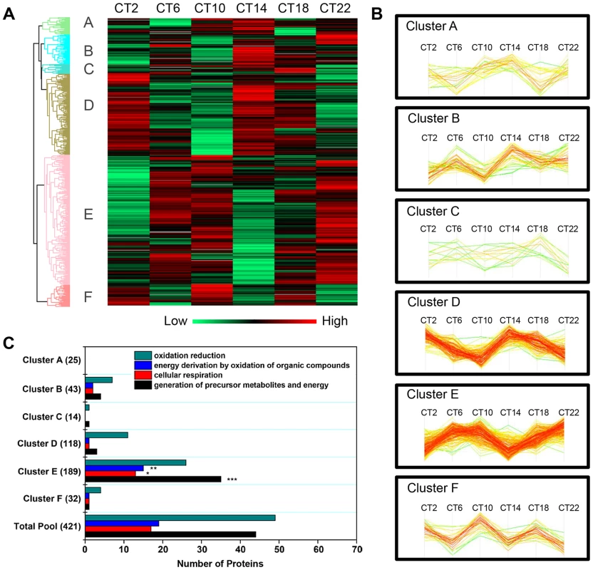 Cluster analysis of the time-of-day-dependent SCN proteome.