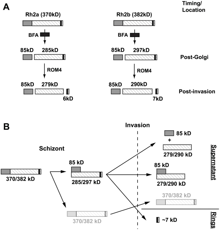 Schematic diagram illustrating post-Golgi and rhomboid processing of PfRh2a/2b proteins.