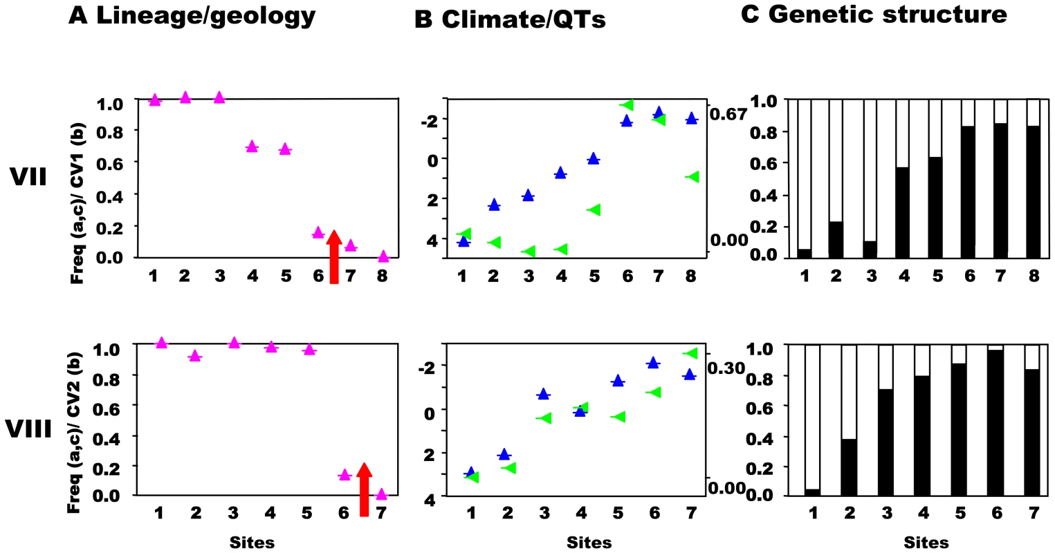 South-central precursor islands: lineages, quantitative traits, and genetic structure along transects.