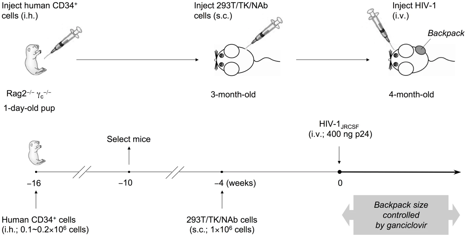 Generation of humanized mice with IgG “backpack” tumors.