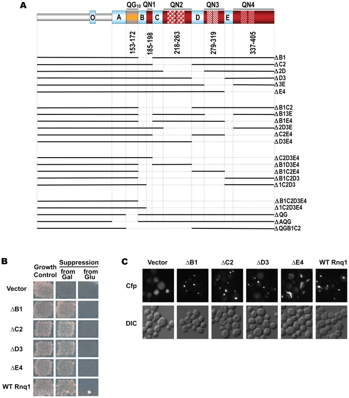 No one QN region of Rnq1 is essential for [<i>PIN<sup>+</sup></i>] maintenance.