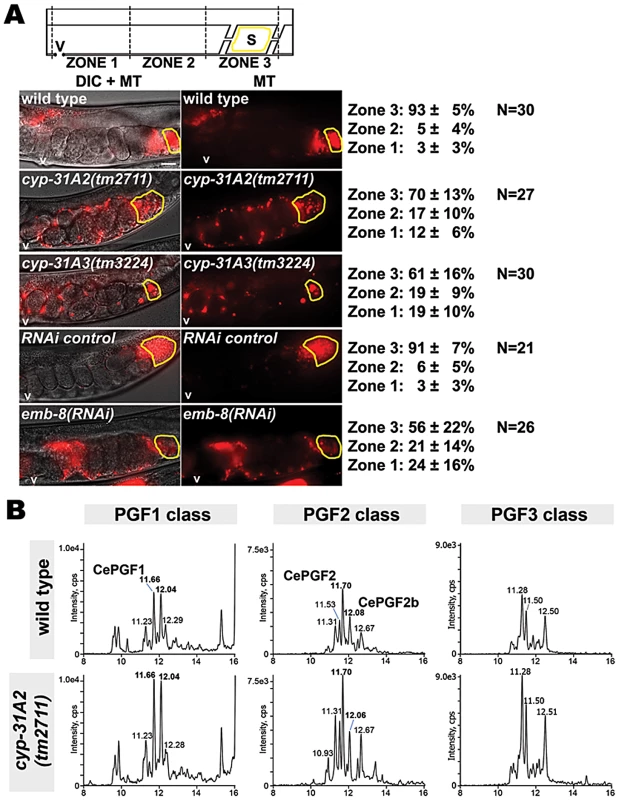 Effect of cytochrome P450 enzymes on sperm guidance and prostaglandin metabolism.
