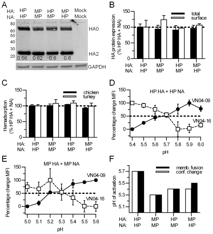 Characterization of the HP and MP HA proteins.