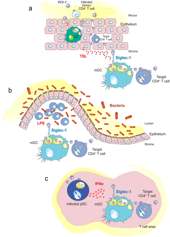 Immune activating signals can induce Siglec-1 expression and contribute to HIV-1 <i>trans</i>-infection.
