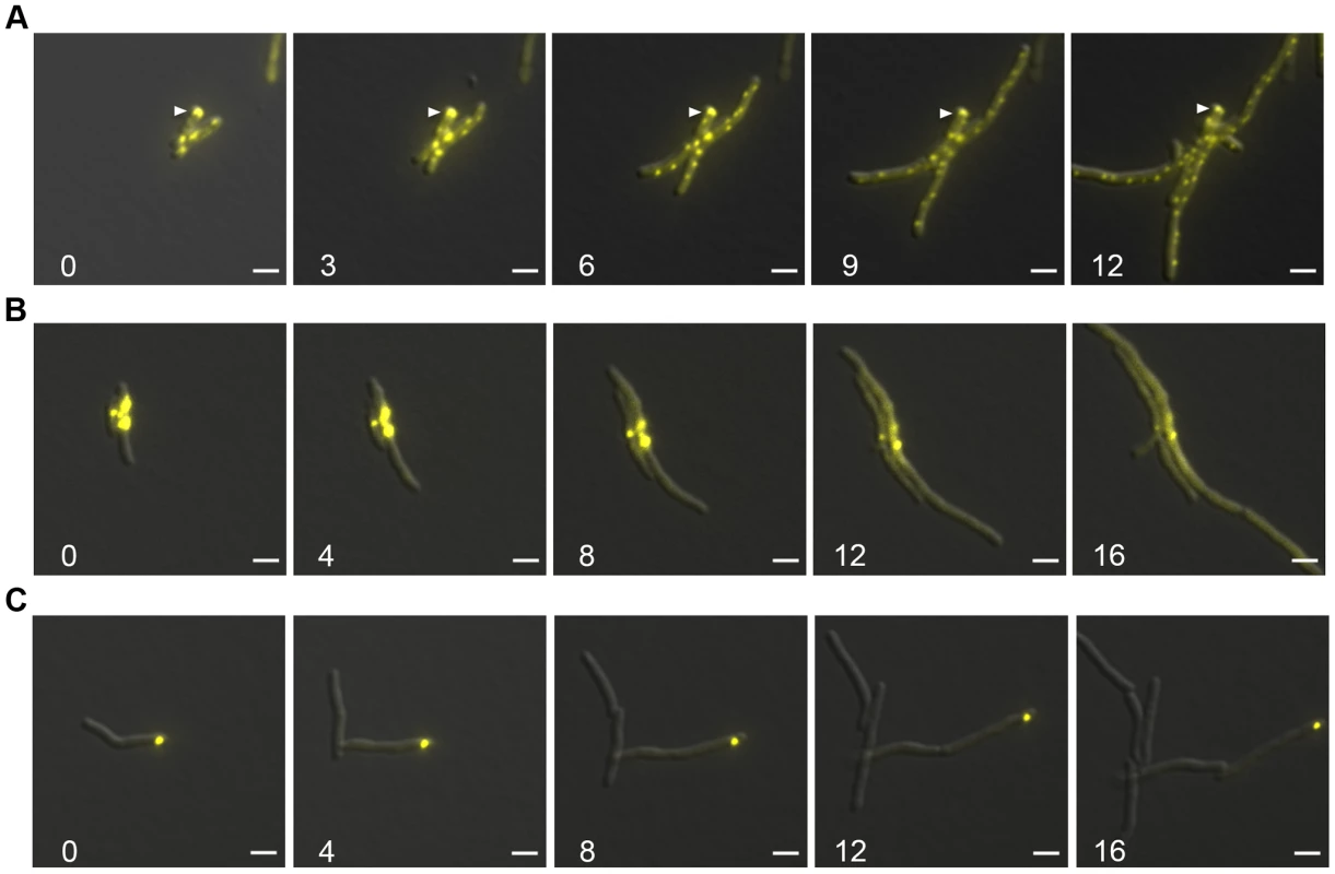 Protein aggregates persist during outgrowth of cells and are partitioned away from growing cells.