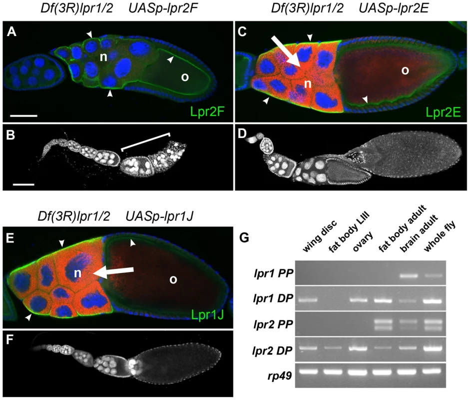 Germ-line expression of Lpr1J or Lpr2E rescues the oogenesis phenotypes of <i>lpr1</i><sup>-</sup>, <i>lpr2</i><sup>−</sup> double mutant females.