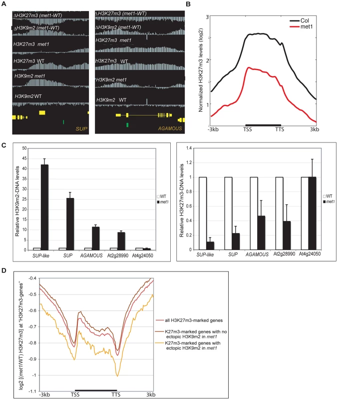 Gain of ectopic H3K9 dimethylation at PcG targets is associated with loss of H3K27m3 in <i>met1</i>.
