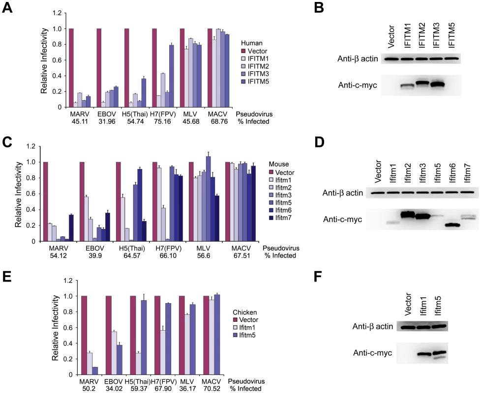 Murine and chicken IFITM orthologs differentially restrict infection mediated by MARV, EBOV, and IAV entry proteins.