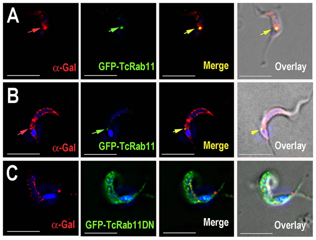 Localization of anti-Gal antibodies.