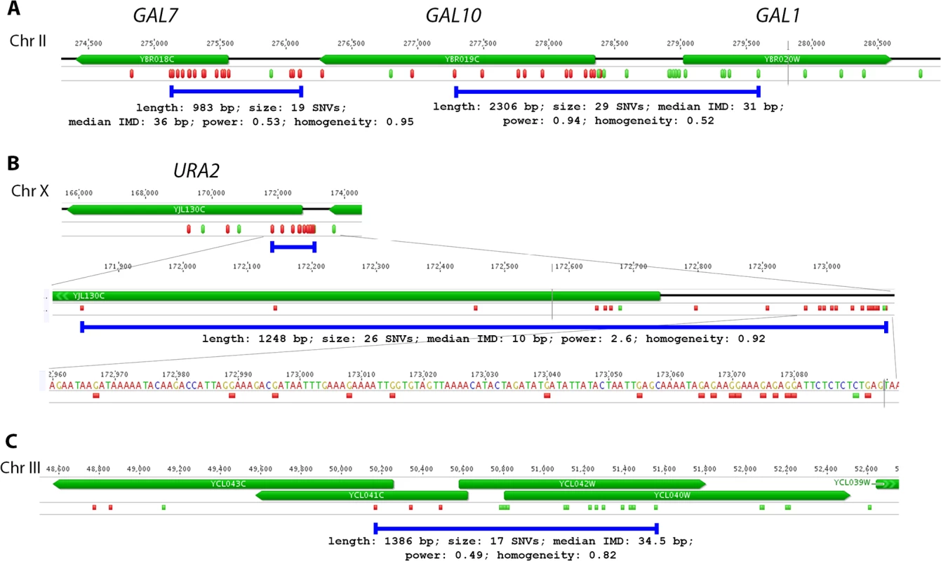 Examples of PmCDA1-induced transcription-associated mutation clusters.
