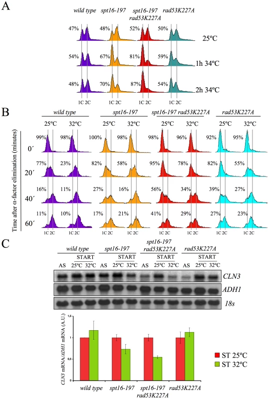 Excess histones induce a cell cycle delay in G1.