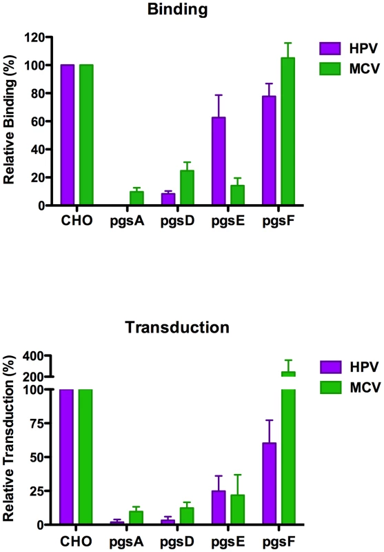 Infection of and binding to GAG-deficient cells.