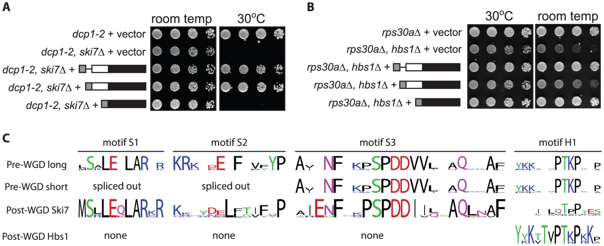 The two proteins encoded by <i>L. kluyveri</i> SKI7/HBS1 are functional.