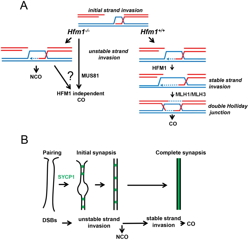 The meiotic role of mouse HFM1.