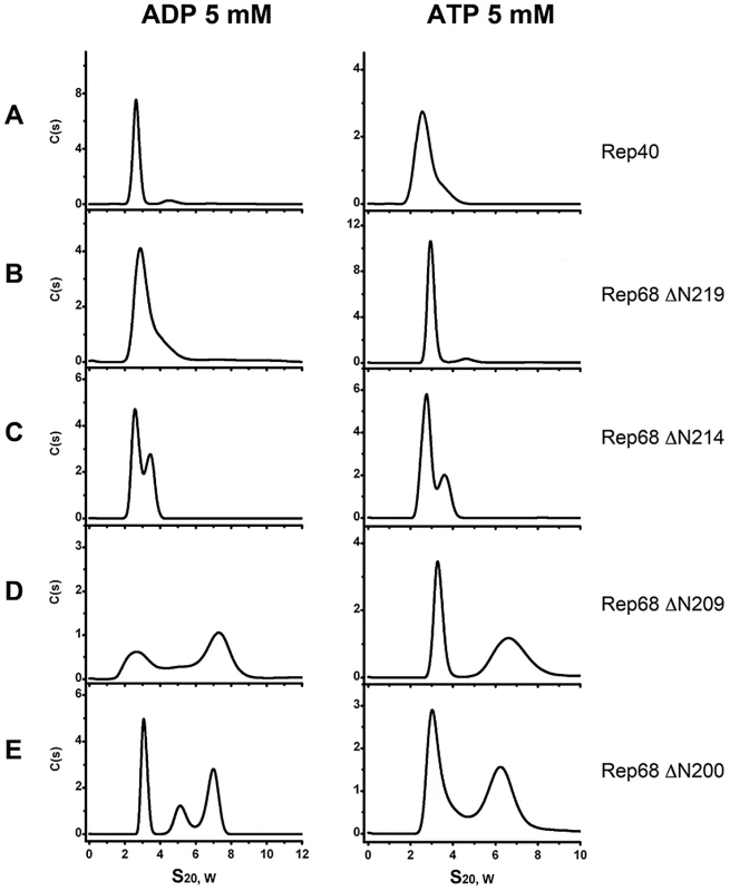 Effect of nucleotides in the oligomerization of Rep extended-linker construct proteins.