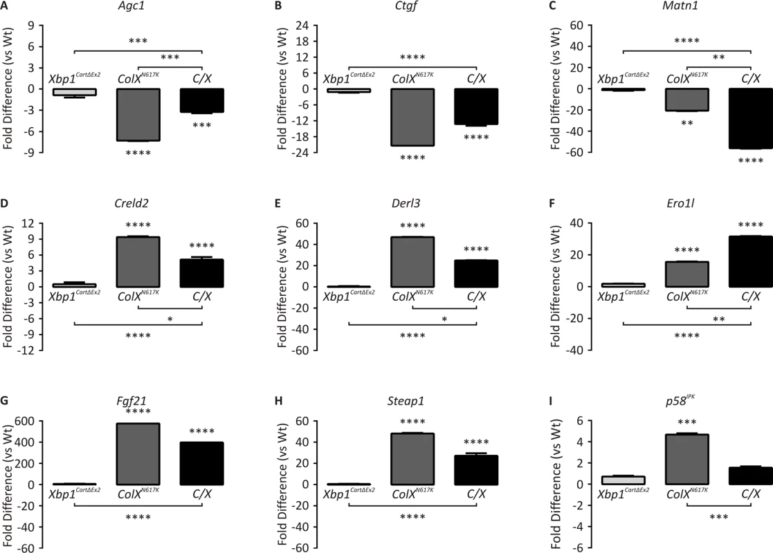 Quantitative PCR of mutant and wildtype hypertrophic zones.