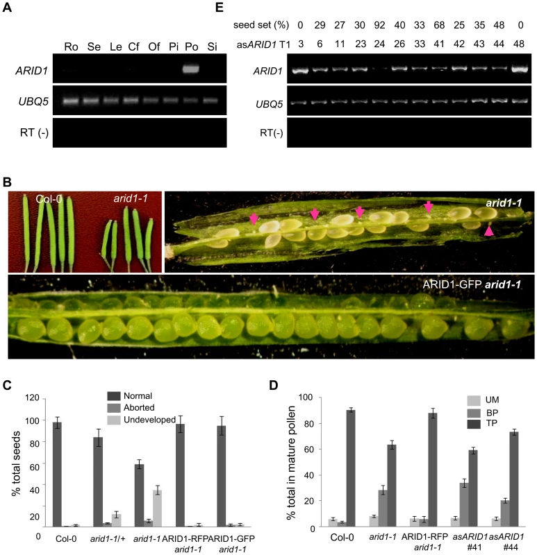 Specific expression of <i>ARID1</i> in pollen and disruption of <i>ARID1</i> results in defective sperm cell formation.