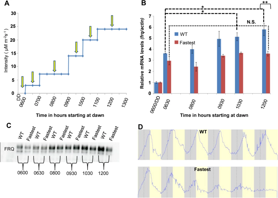 The WT strain increases <i>frq</i> transcription in response to increasing light intensity whereas the fastest photocycle mutant does not and exhibits marked circadian defects in quasi-normal LD cycles.