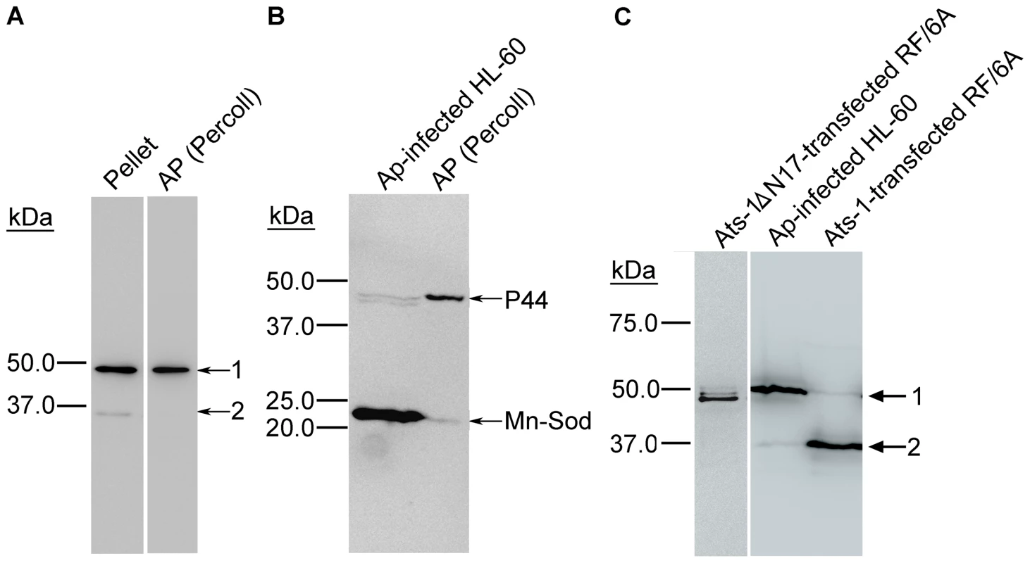 Ats-1 is cleaved in the mitochondria.