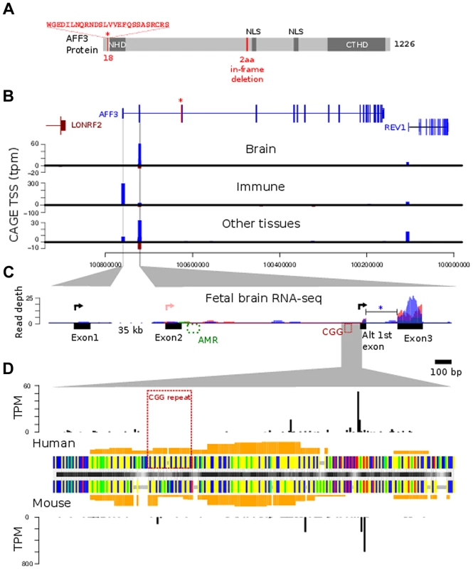 AFF3 protein-domain and gene structure.