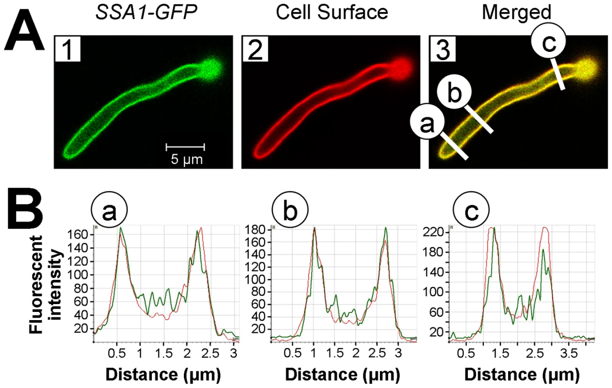 Ssa1 is located on the cell surface of <i>C. albicans</i> hyphae during epithelial cell interaction.