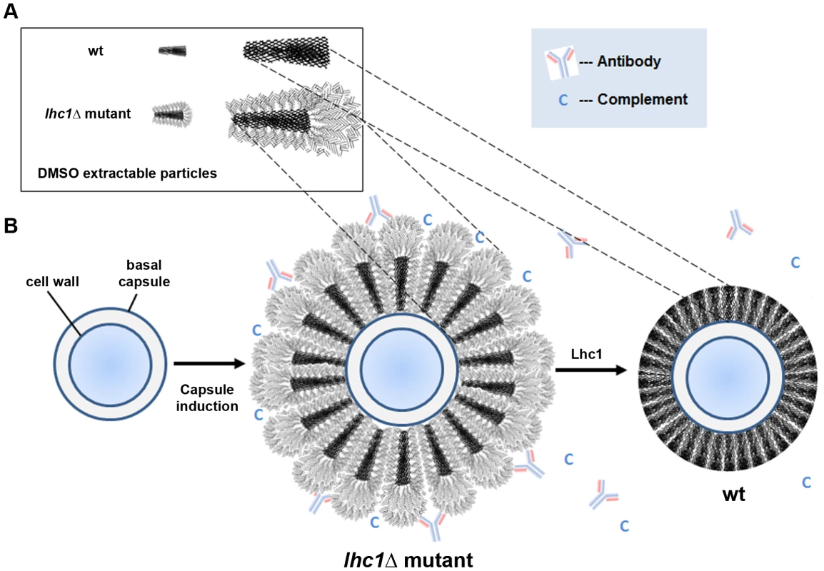 Scheme of working model of capsule modification by Lhc1.