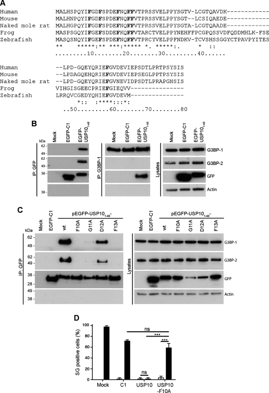 USP10 binds G3BP via a conserved FGDF motif.