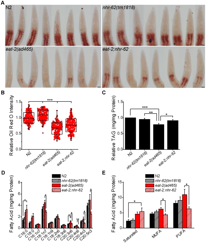 <i>nhr-62</i> modulates DR-induced fat metabolism.