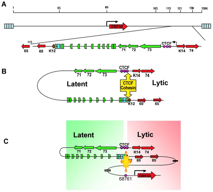 Model of CTCF-cohesin mediated chromatin conformation of KSHV latent episomes.