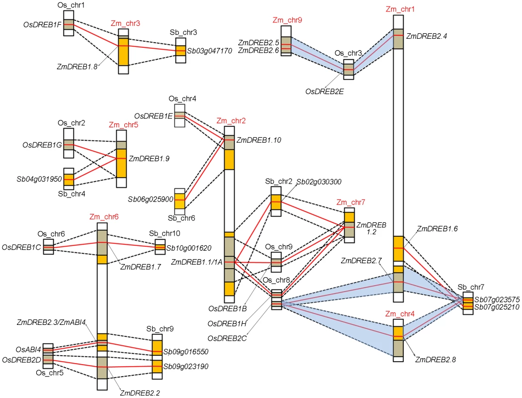 Synteny of chromosomal segments containing <i>ZmDREB</i> genes among rice, sorghum and maize genomes.