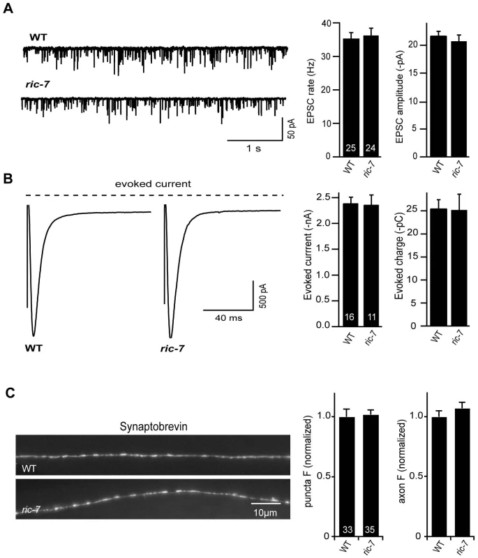 Baseline ACh release is unaltered in <i>ric-7</i> mutants.