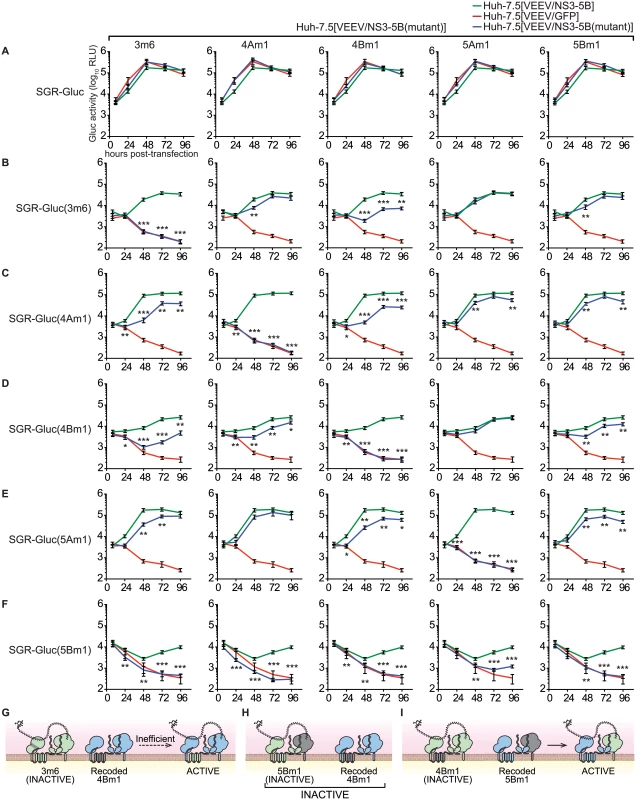 Complementation group analysis.