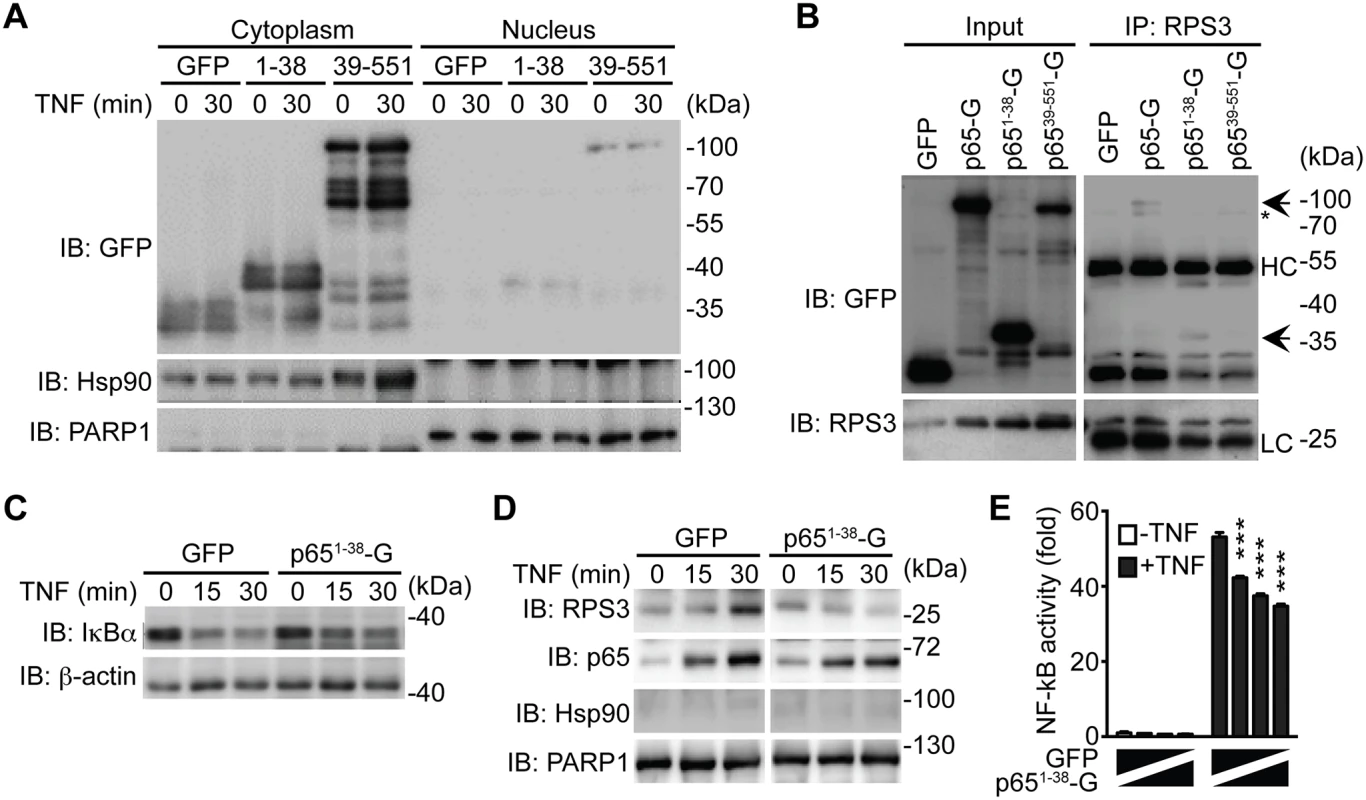 The p65<sup>1–38</sup> fragment interferes with the RPS3-p65 interaction in the cytoplasm and selectively attenuates the nuclear translocation of RPS3.