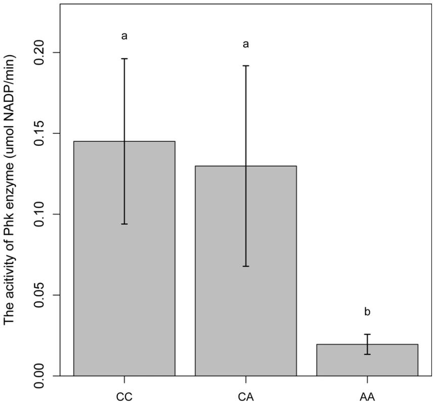 Comparison of PhK enzyme activities in longissimus muscle of animals with different <i>PHKG1</i> g.8283 A>C genotypes.
