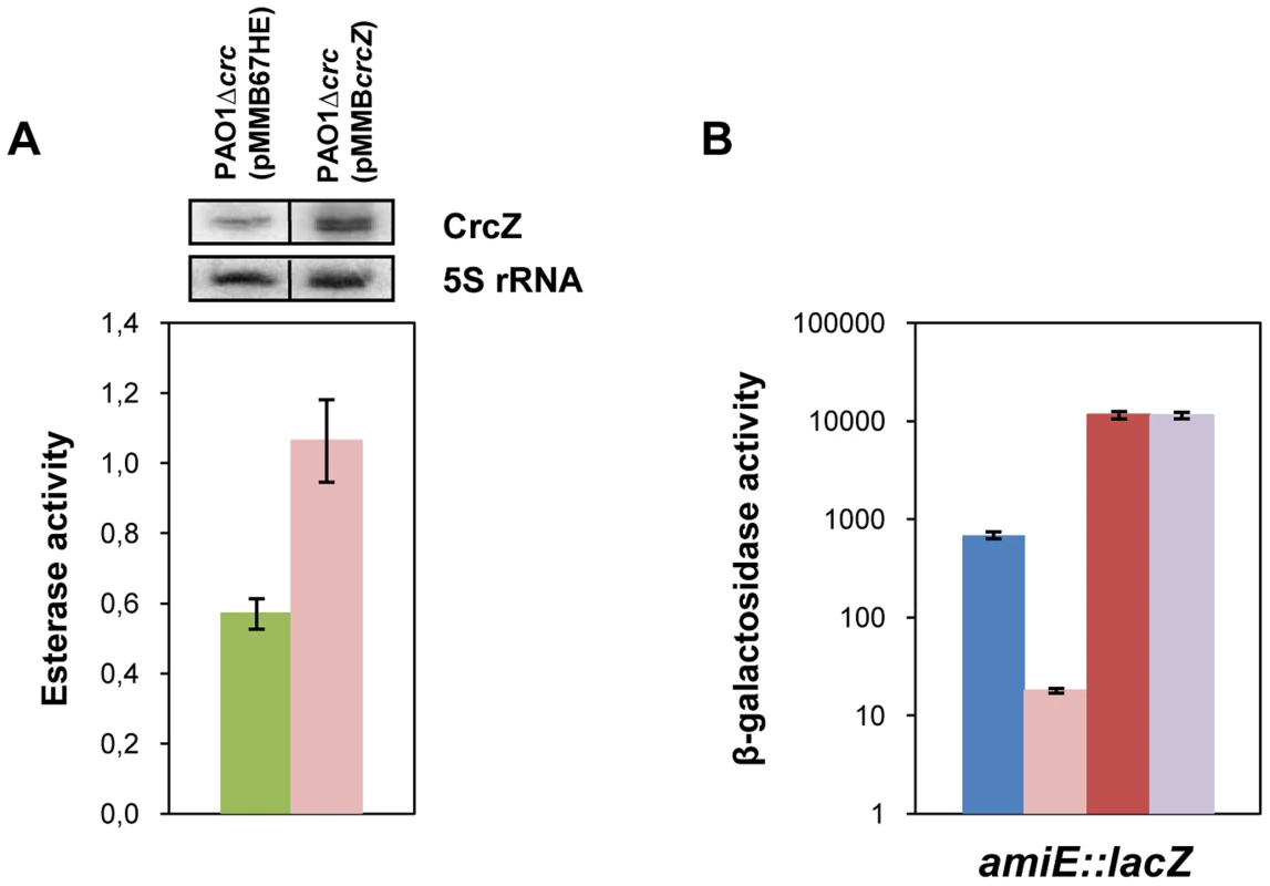 CrcZ relieves repression by Hfq <i>in vivo</i>.