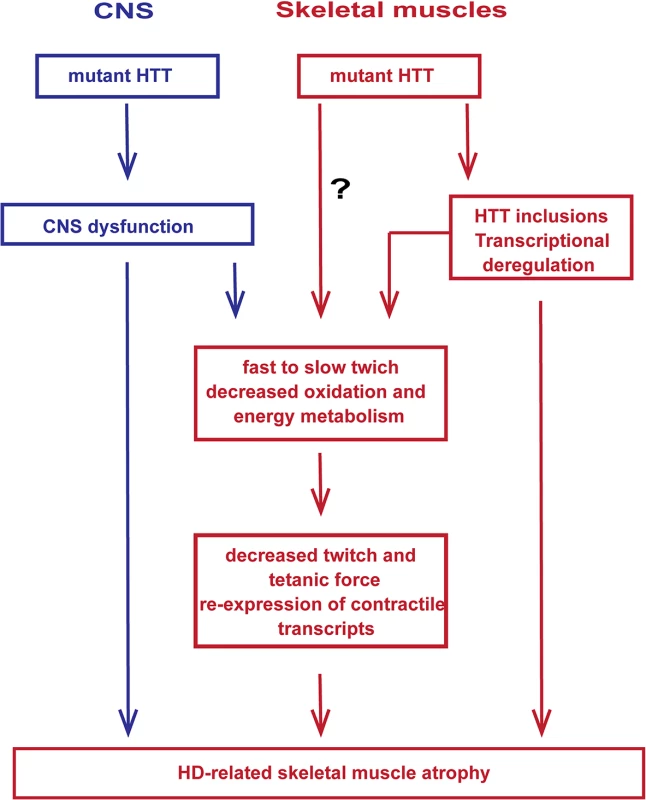 A model depicting the mechanism by which mutant huntingtin causes skeletal muscle wasting in murine HD models.
