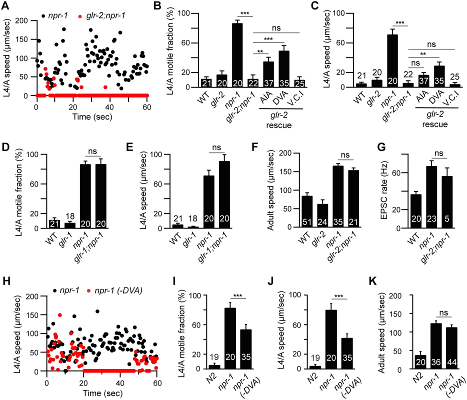 GLR-2 AMPA receptors are required for the <i>npr-1</i> lethargus defect.