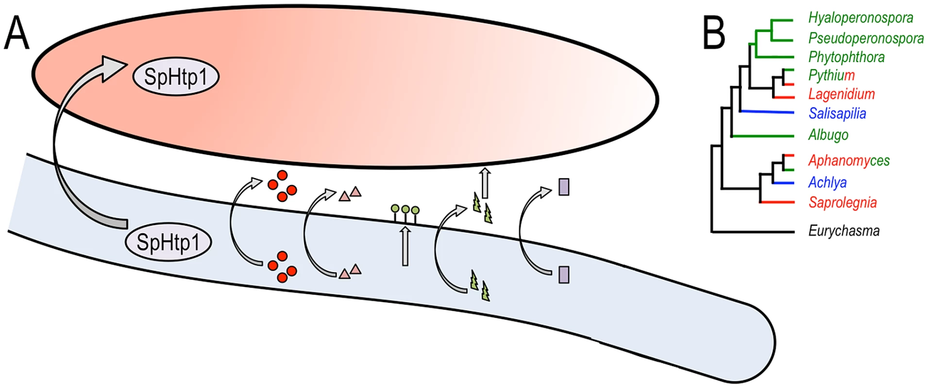 Multiple virulence factors are deployed by <i>Saprolegnia parasitica</i> and an overview of oomycete phylogeny.