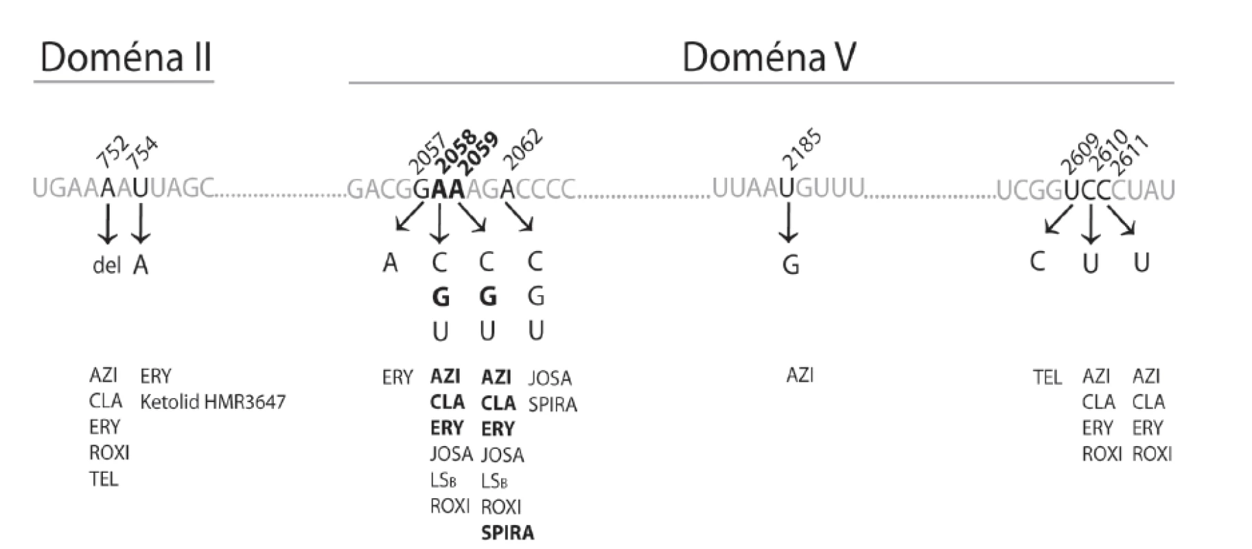 Mutace vlásenky 35 domény II (mezi koordinátami 737-760) a centrální smyčky domény V (mezi koordinátami 2000-2624) molekuly 23S rRNA vedoucí k rezistenci k různým makrolidovým antibiotikům Zobrazené mutace byly popsány u rodů <em>Brachyspira, Campylobacter, Escherichia, Chlamydia, Lactobacillus, Mycobacterium, Mycoplasma, Neisseria, Propionibacterium, Pseudomonas,  Staphylococcus, Streptococcus, Streptomyces, Treponema a Turicella</em>.
Zvýrazněné údaje se týkají TPA. Koordináty jsou uvedeny podle pozice ve 23S rRNA <em>E. coli</em>. 
AZI – azitromycin; CLA – klaritromycin; ERY – erytromycin; JOSA – josamycin; LSB – linkosamidy a streptogramin B; ROXI – roxitromycin; SPIRA – spiramycin; TEL – telitromycin<br> 
Fig. 2. Mutations in hairpin 35 of domain II (coordinates 737-760) and the central loop of domain V (coordinates 2000-2624) of the 23S rRNA molecule conferring resistance to different macrolides Such mutations have been reported in the genera <em>Brachyspira, Campylobacter, Escherichia, Chlamydia, Lactobacillus, Mycobacterium, Mycoplasma, Neisseria, Propionibacterium, Pseudomonas, Staphylococcus, Streptococcus, Streptomyces, Treponema a Turicella</em>. 
The data highlighted are related to Treponema pallidum subsp. pallidum (TPA). Coordinates are given in accordance with the positions in 23S rRNA of <em>E. coli</em>.
AZI – azithromycin; CLA – clarithromycin; ERY – erythromycin; JOSA – josamycin; LSB – lincosamides and streptogramin B; ROXI – roxithromycin; SPIRA – spiramycin; TEL – telithromycin