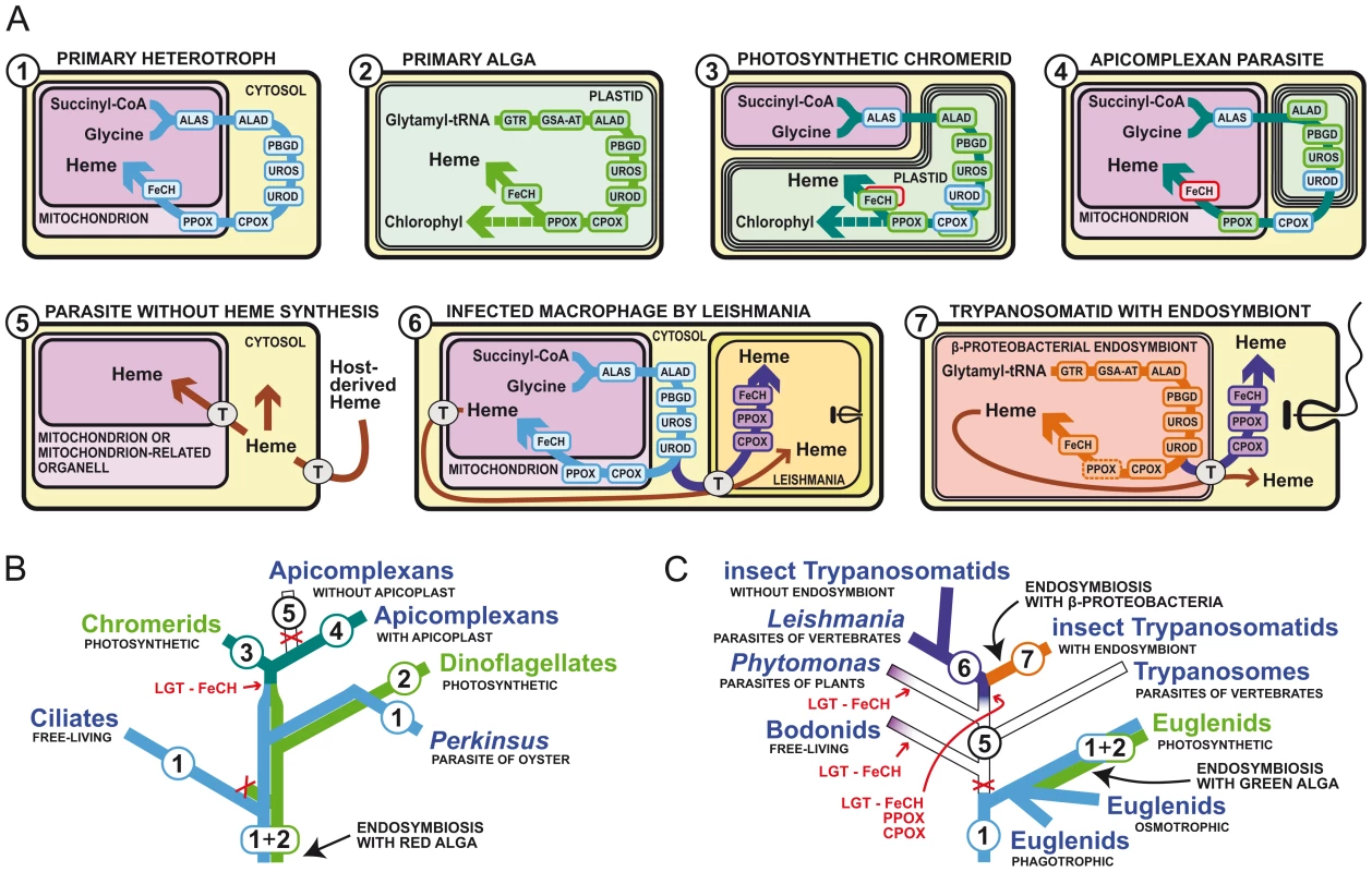 Different ways of heme acquisition and their distributions within alveolates and kinetoplastids.