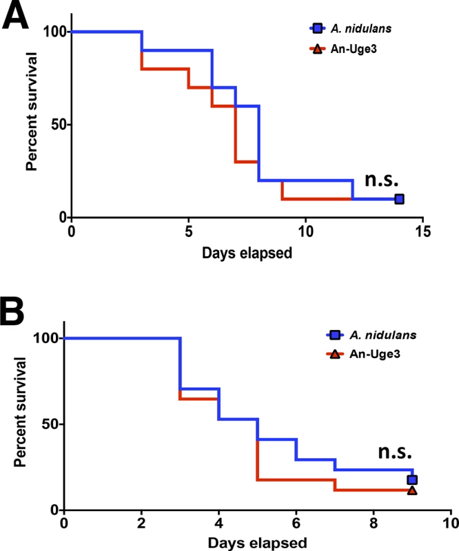 GAG mediated enhancement of <i>A</i>. <i>nidulans</i> virulence requires functional leukocyte NADPH oxidase.