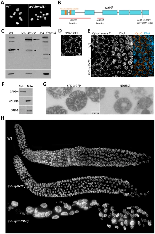 SPD-3 is required for chiasma formation and localizes to mitochondria.